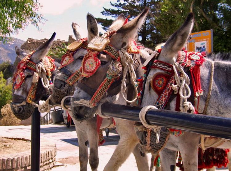 Mijas donkeys