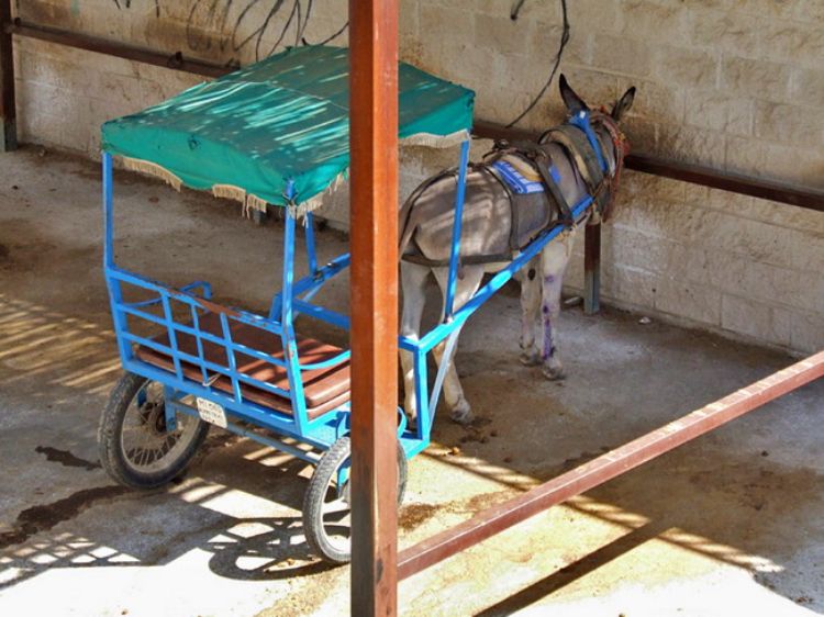 Mijas donkey taxi