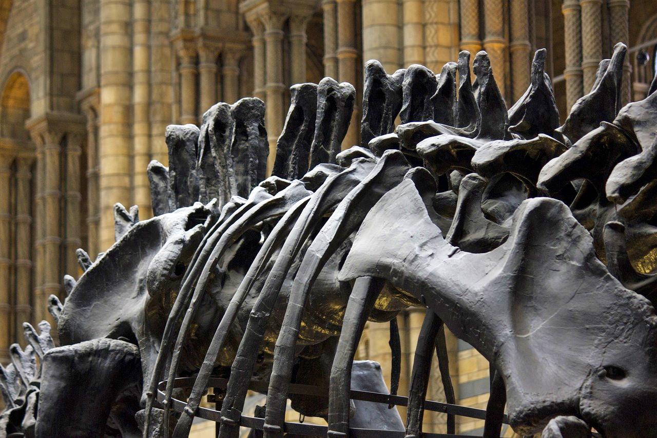 Natural History Museum, London