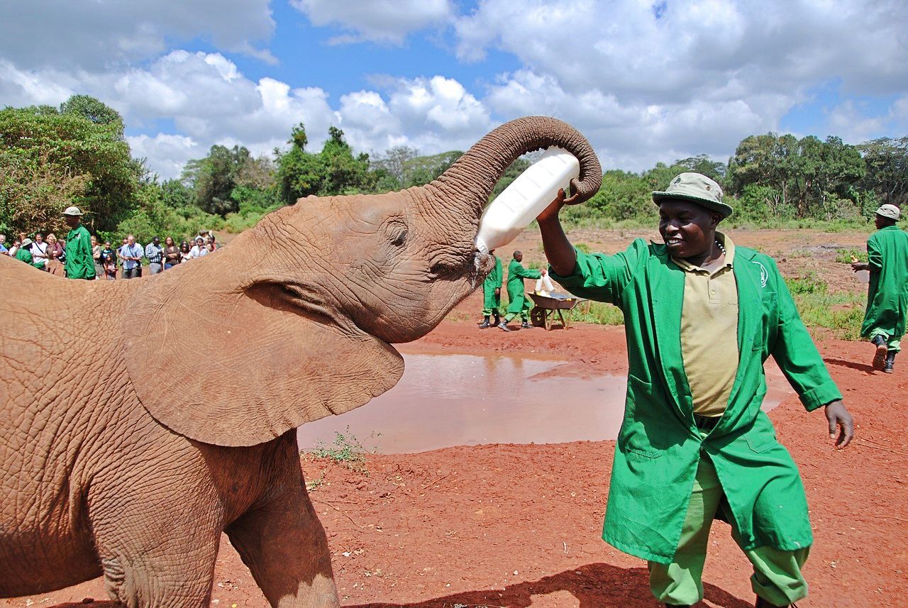 Orphaned baby elephant in Kenya