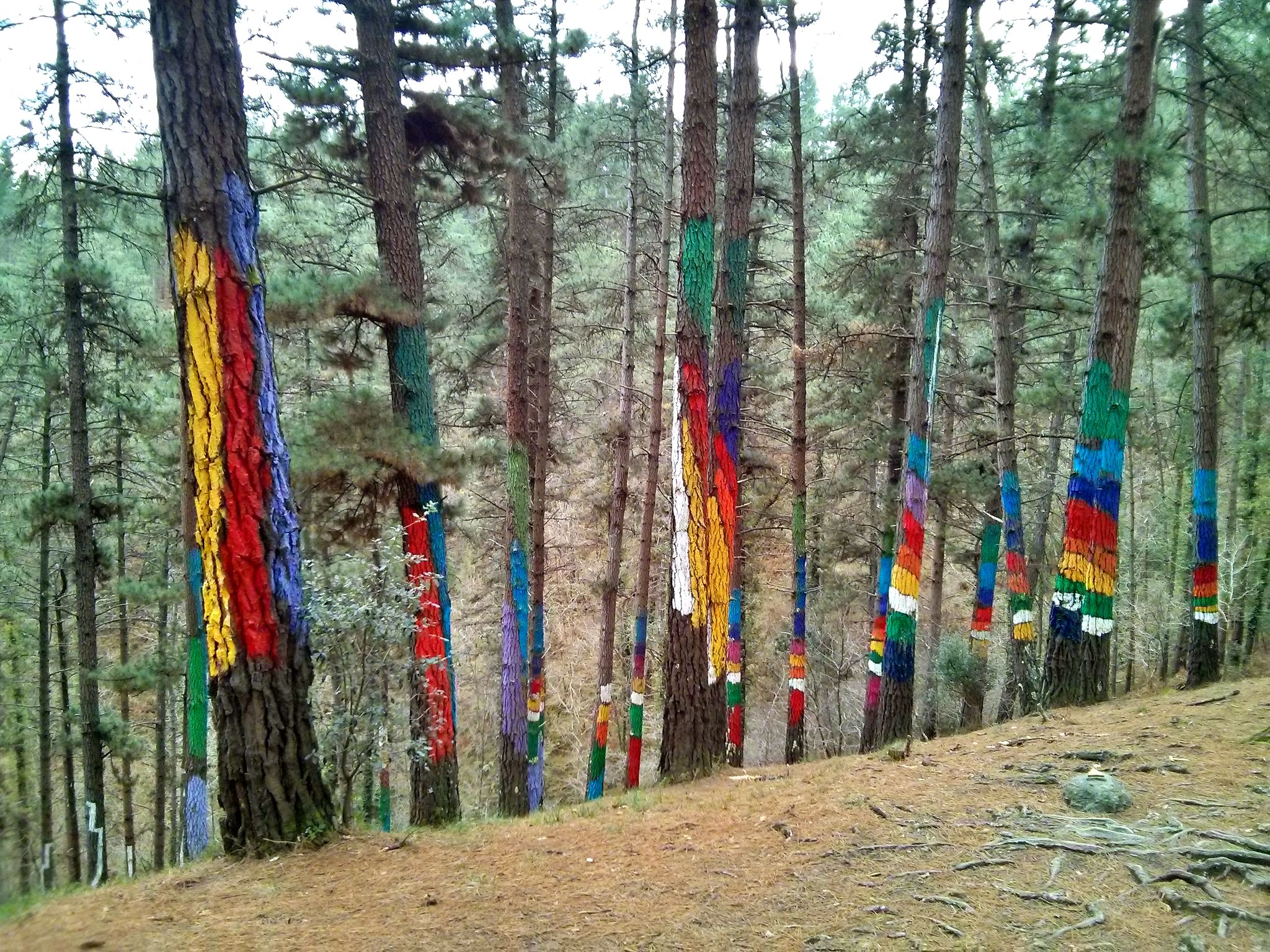 Painted Forest of Oma