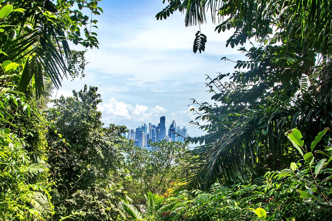 Panama City rainforest