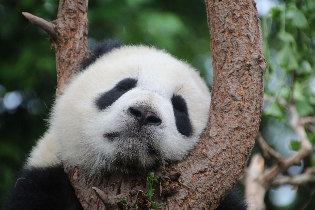 Visiting pandas in China