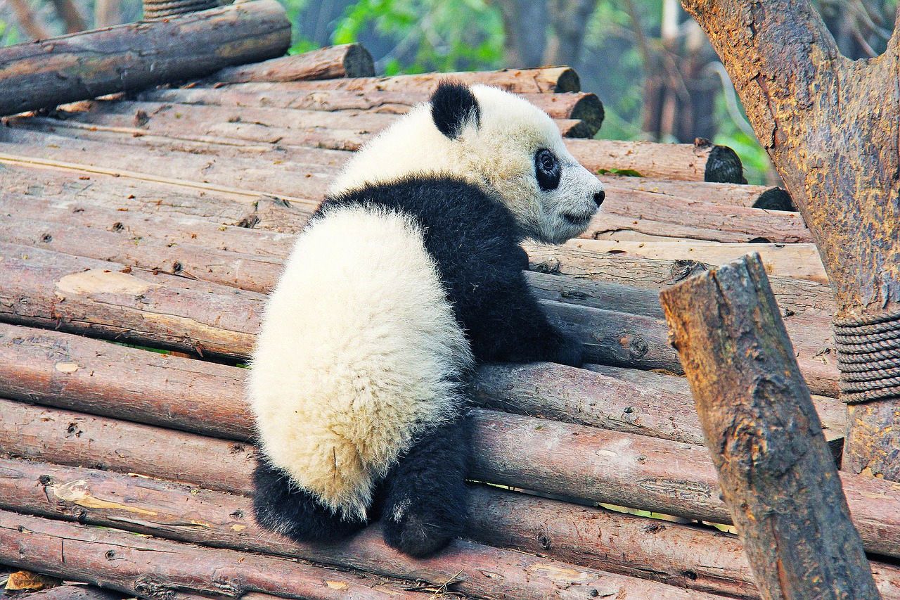 Young Giant Panda