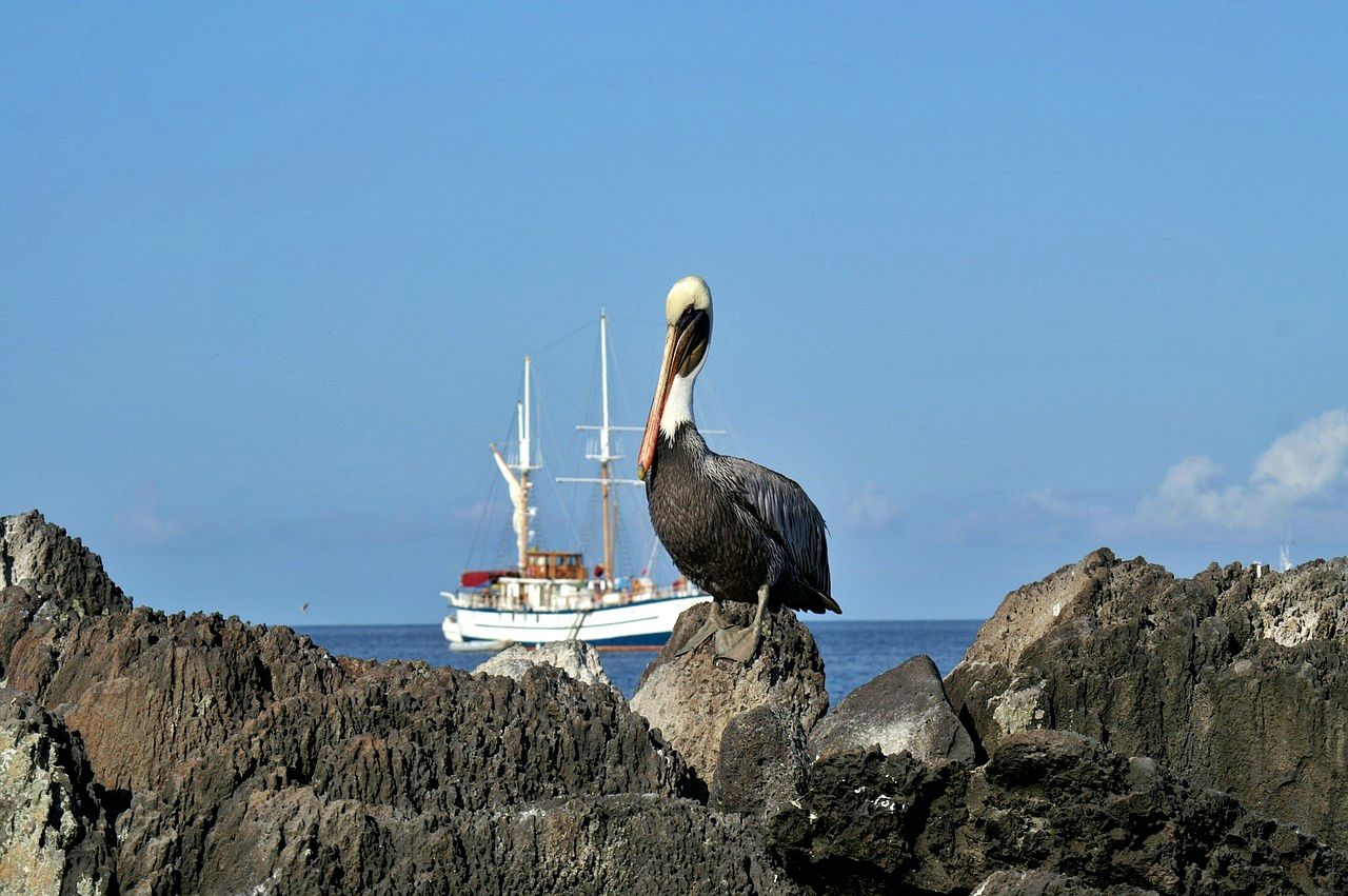 Yacht and pelican, Galapagos Islands