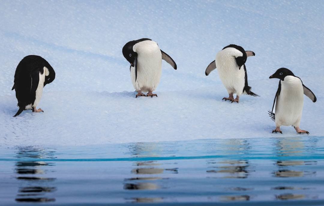 See the penguins