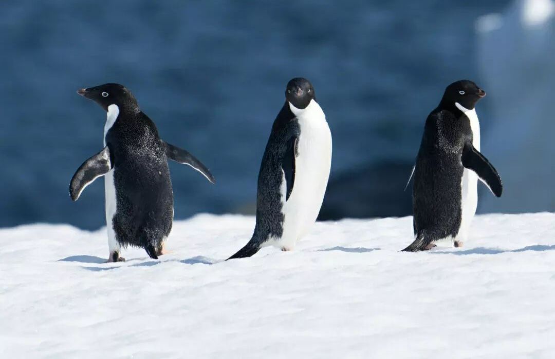 With an Arctic cruise