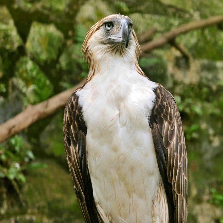 Jurong Bird Park, part of Mandai Wildlife Reserve, Singapore