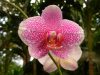 The Hawaii Tropical Botanical Garden On The Big Island – Picnic In The Middle of A Nature Sanctuary