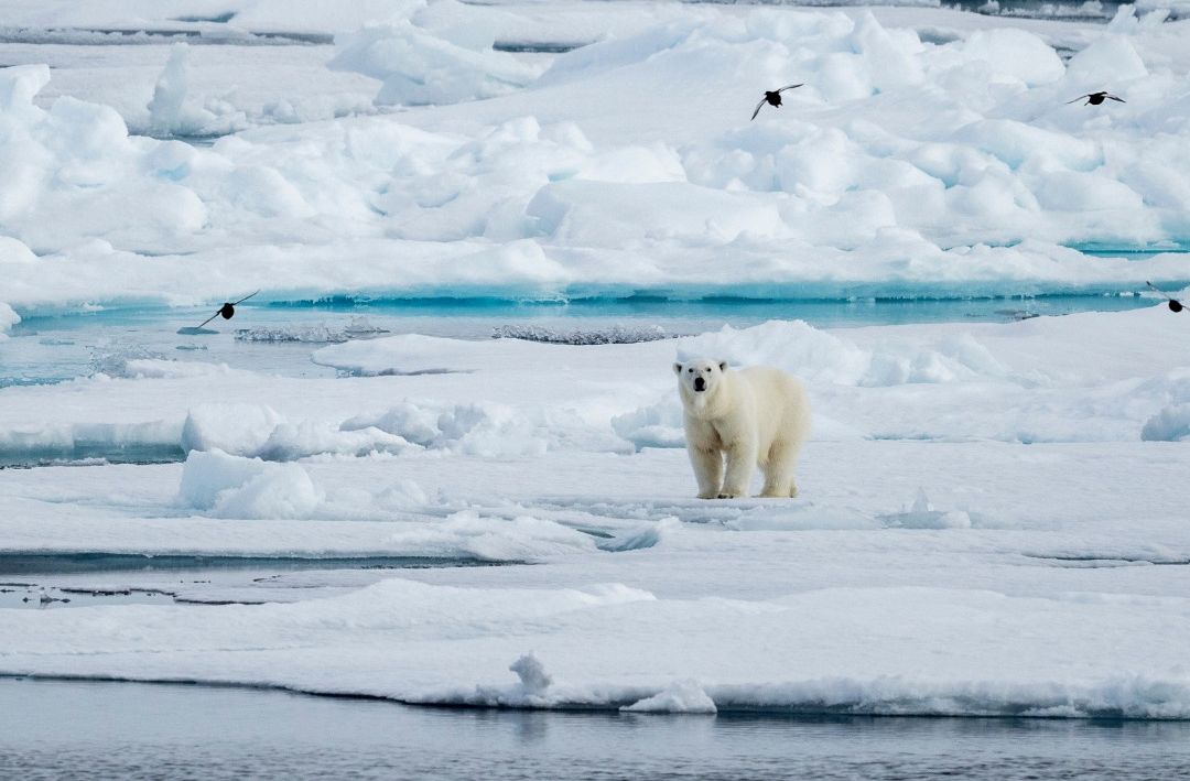 Polar bear in the Antarctic