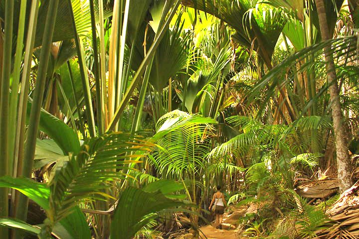 Vallée de Mai, Praslin National Park, Seychelles