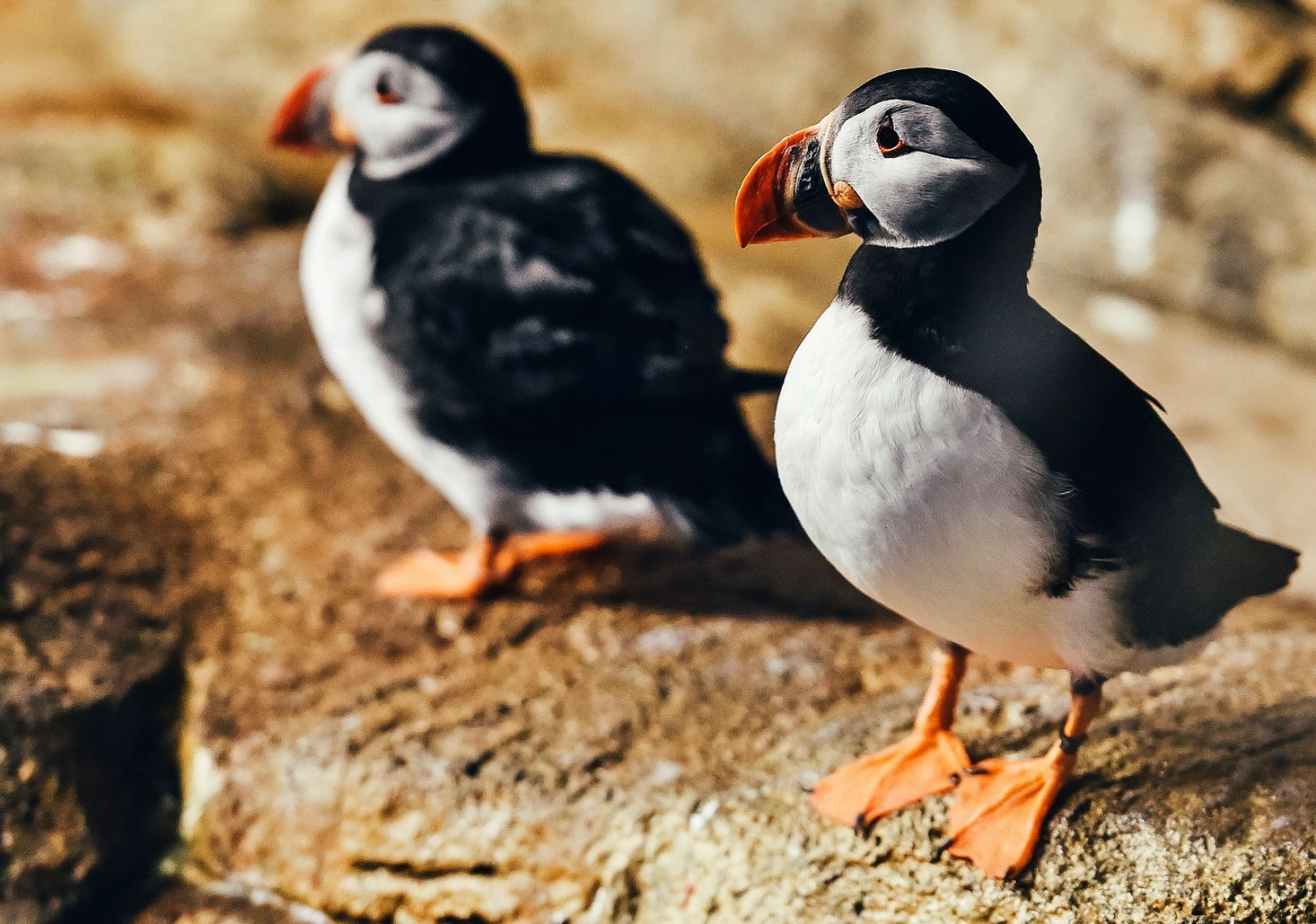 World's Largest Puffin Colony, Heimaey, Iceland