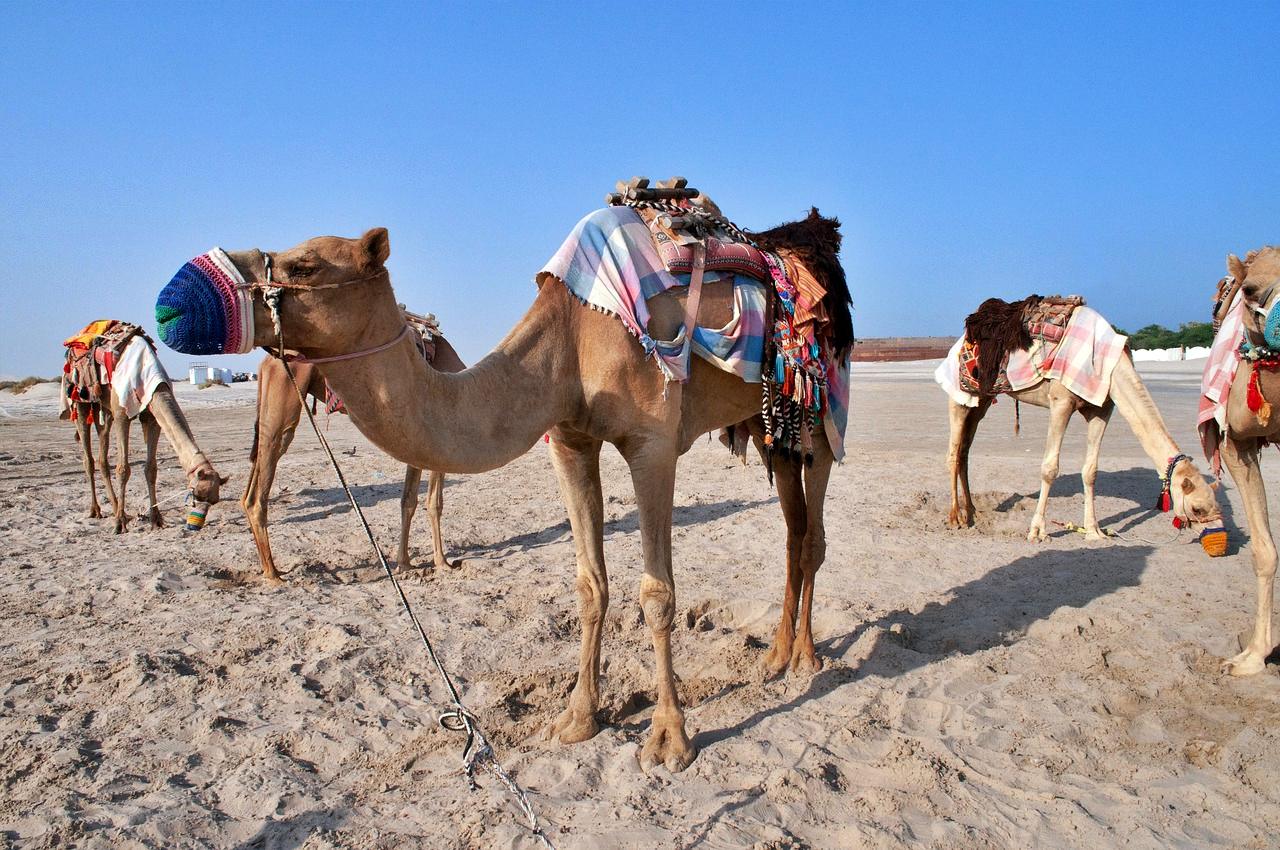 Camels in the desert of Qatar
