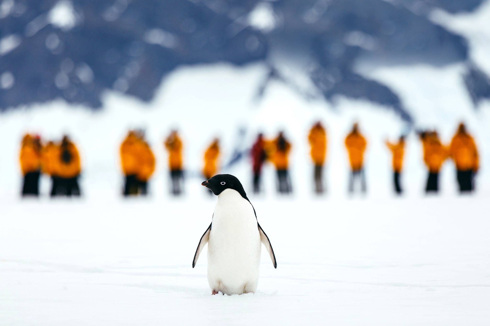 Penguins