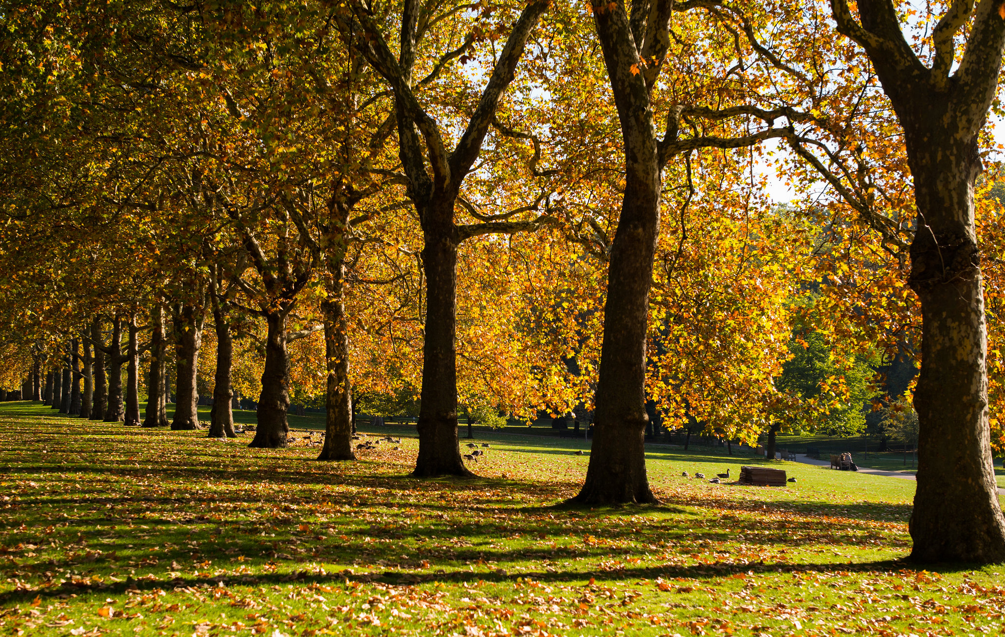 Autumn in St. James's Park, London