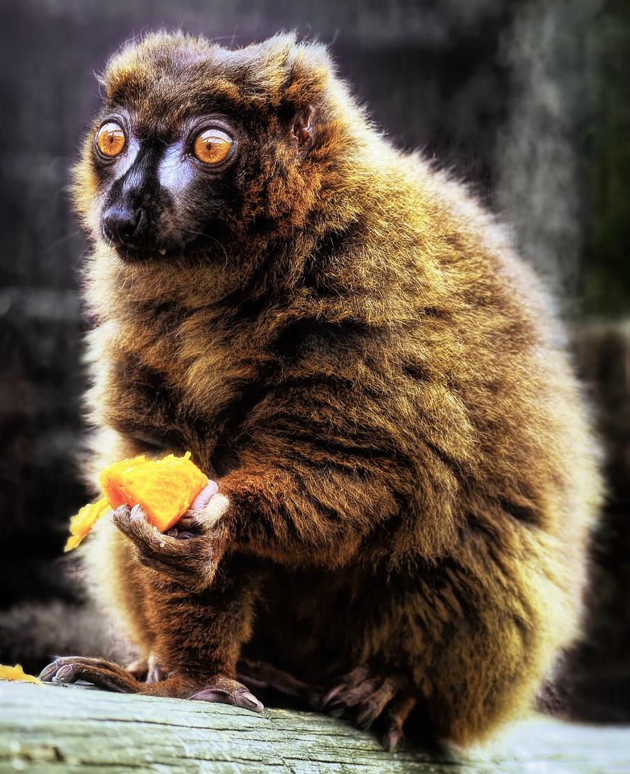 Red-bellied lemur, Andasibe National Park, Madagascar