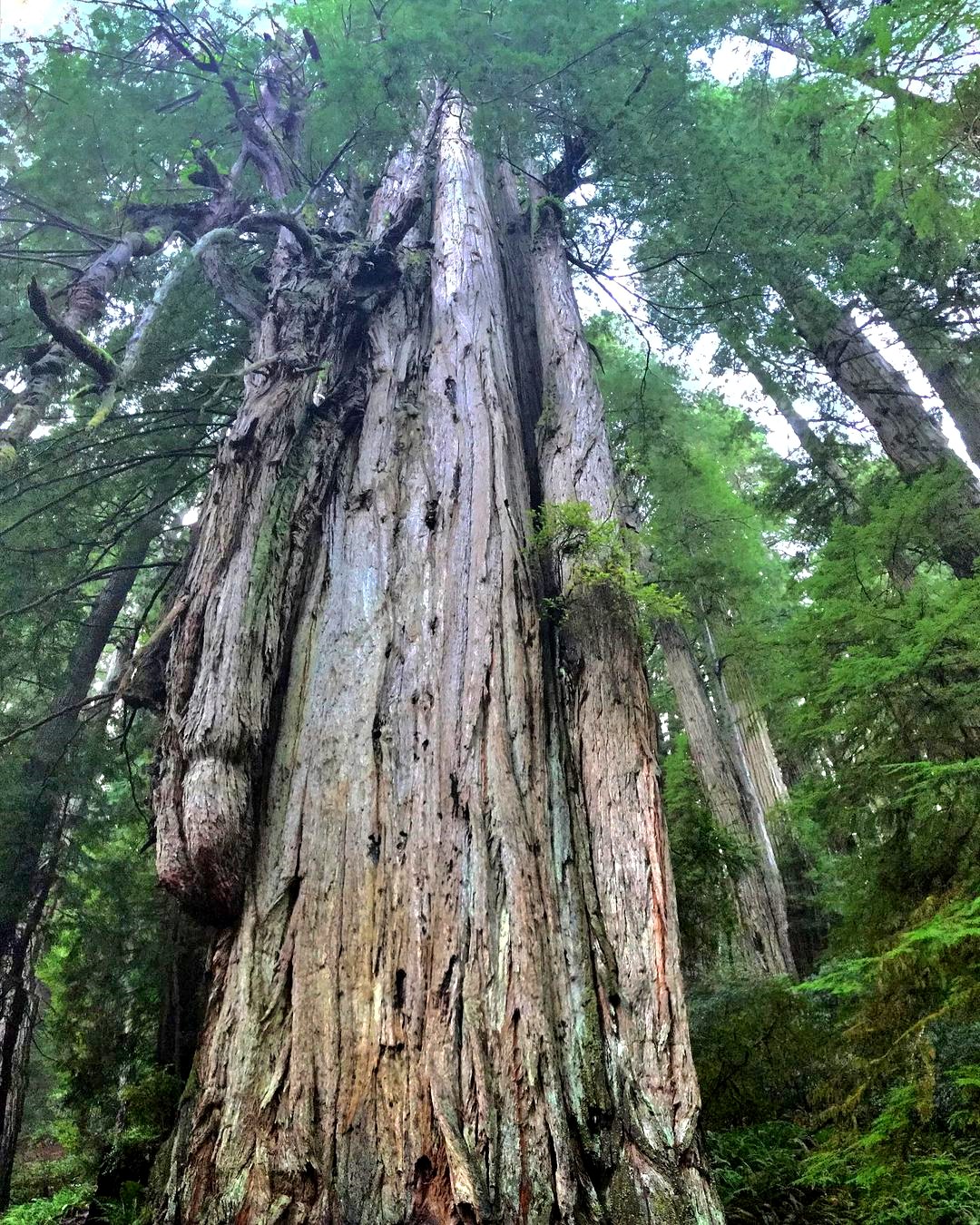 Grove of Titans Redwoods