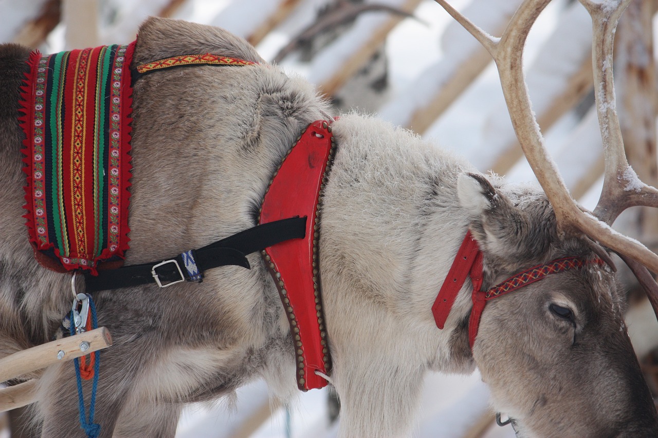 Reindeer in Rovaniemi, Finland