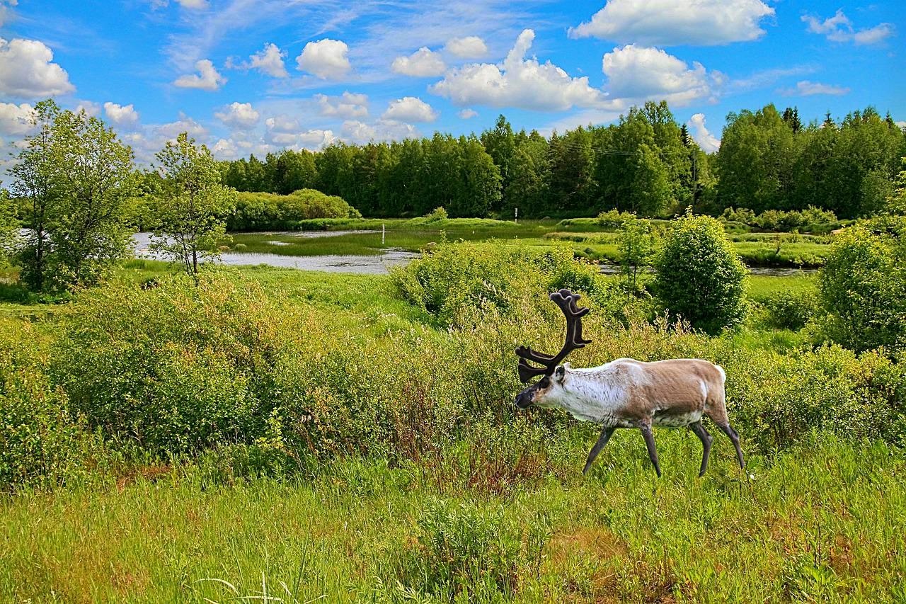 Finnish countryside