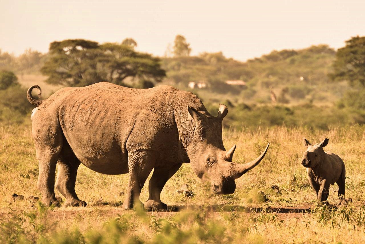 Rhino and baby in Kenya