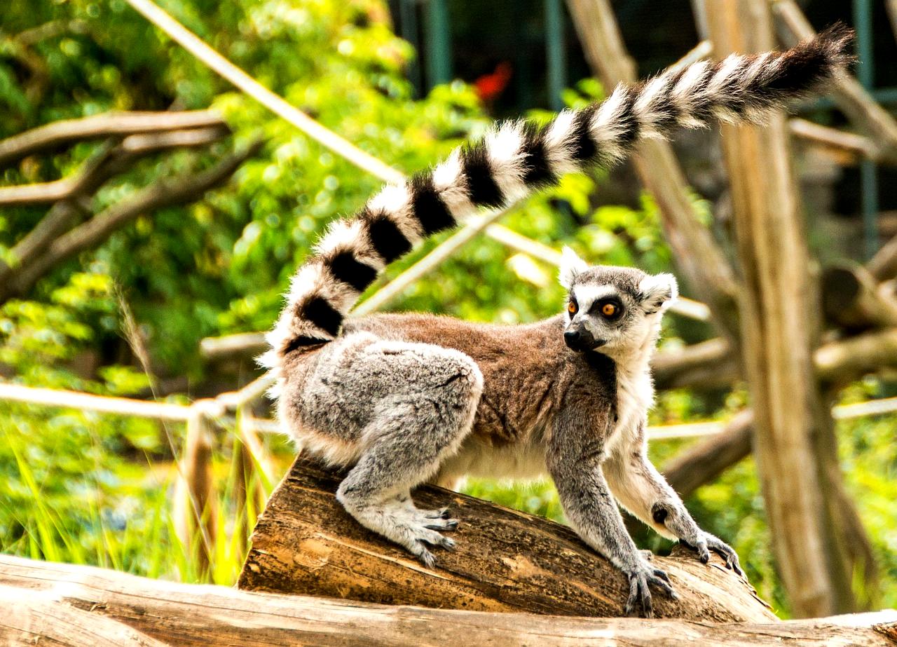 Ring-tailed lemurs, Berenti Reserve