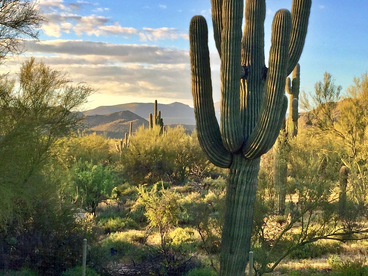 Tallest cacti in Saguaro National Park, one of the warmest national parks in winter.