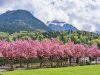 When Will Japan’s Iconic Cherry Blossoms Bloom In 2023?