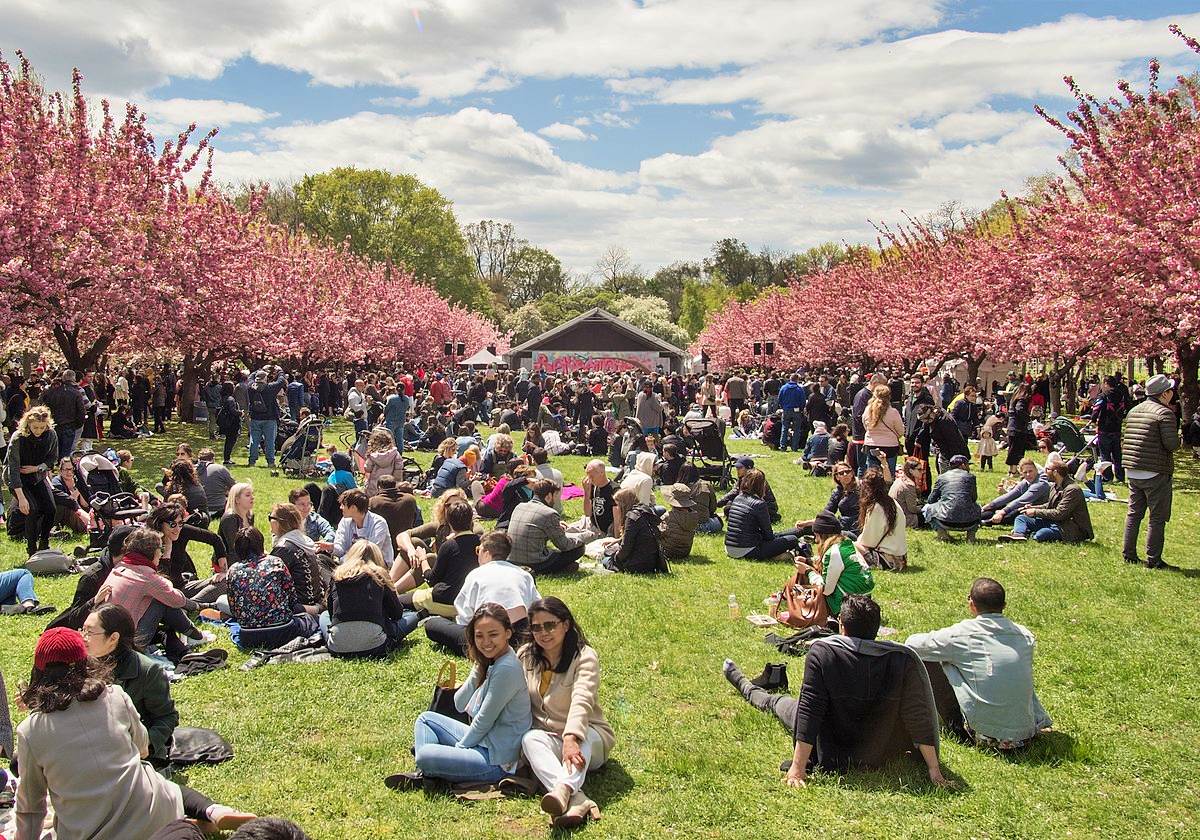 Japan Sakura Matsuri at BBG
