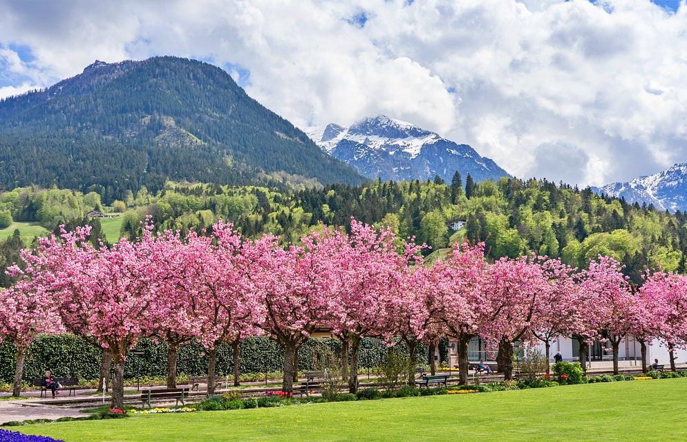 Sakura - Cherry blossoms in an orchard in Japan