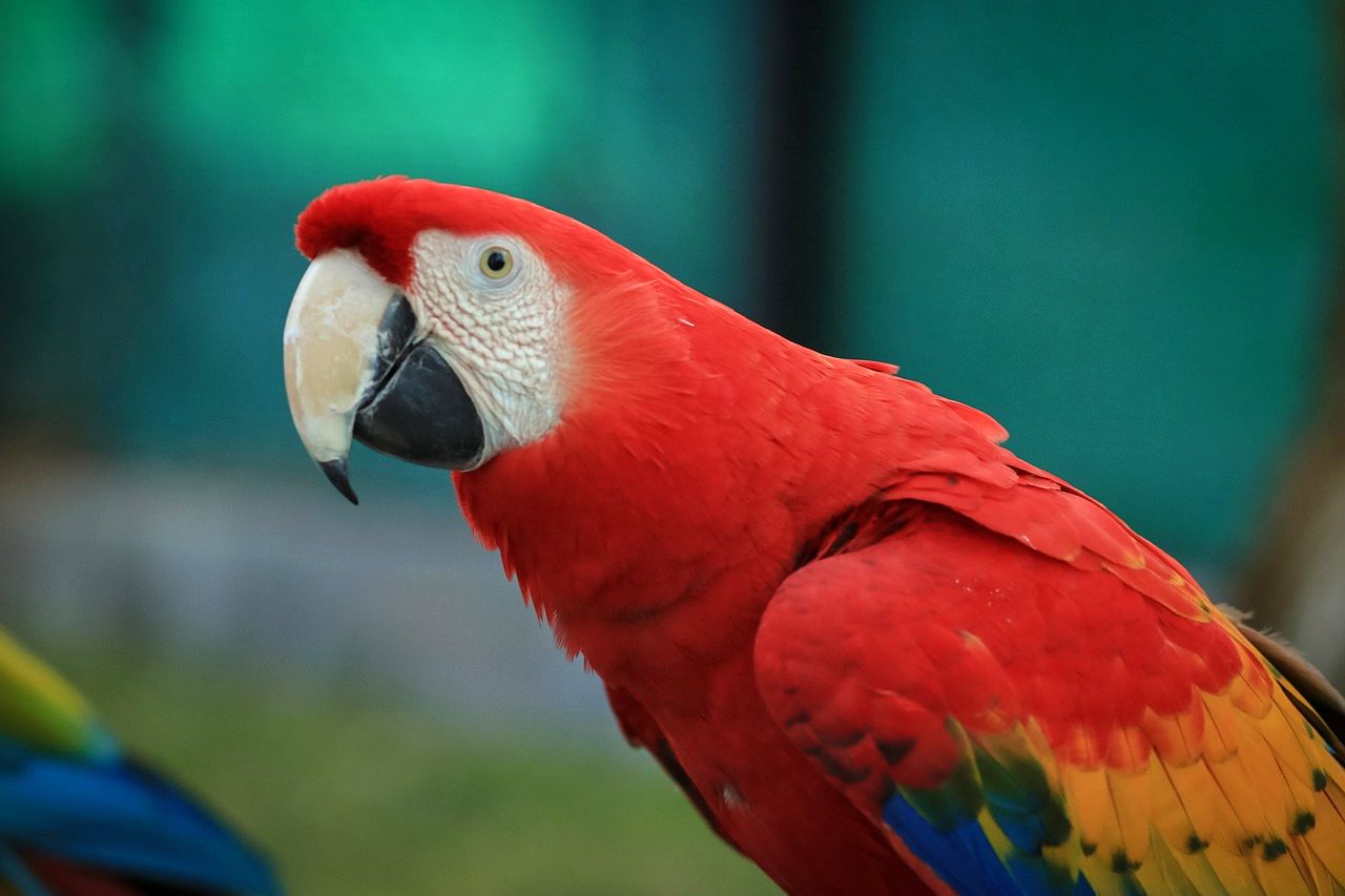 Scarlet Macaw in the Amazon
