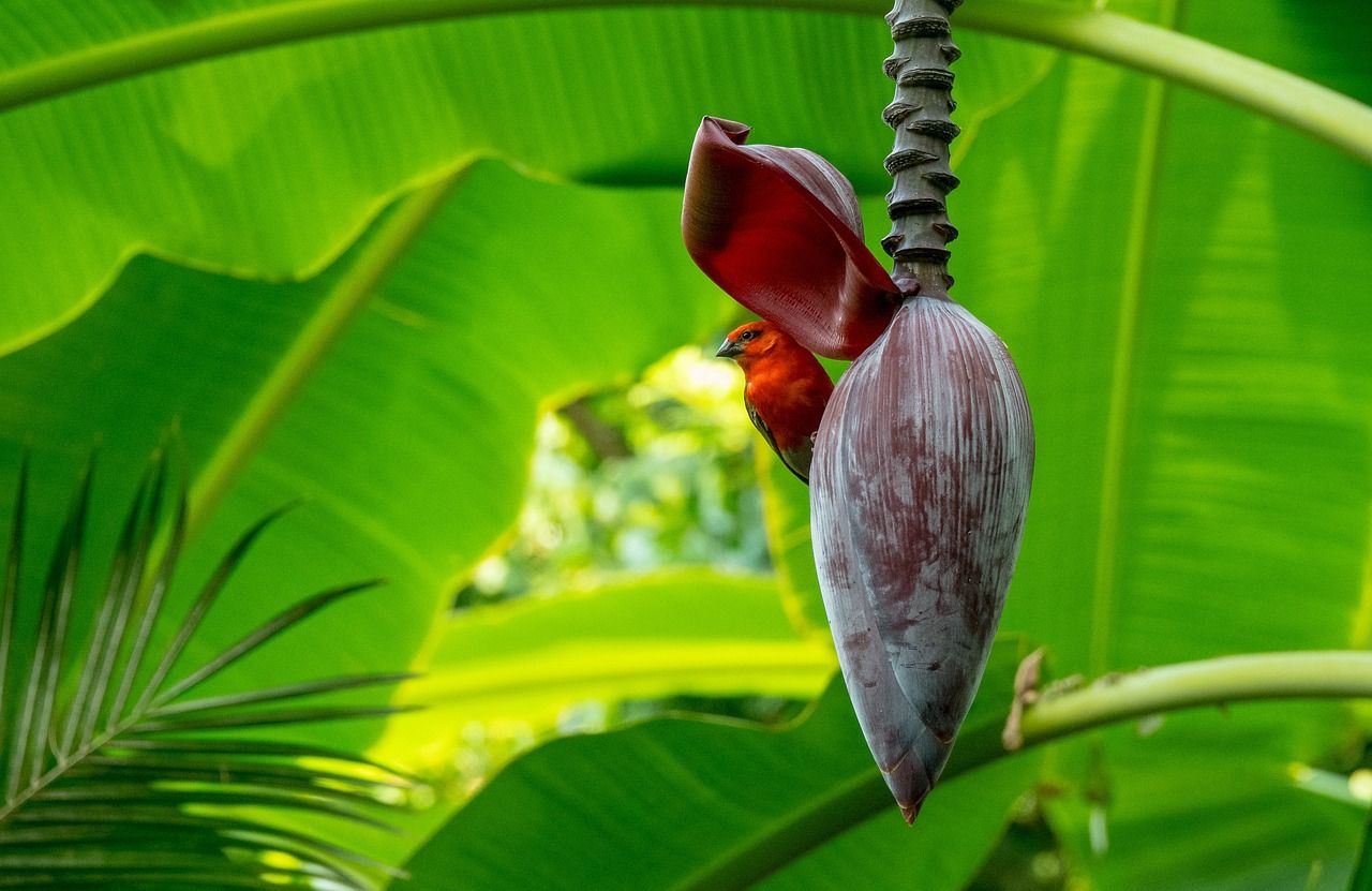 Seychelles red cardinal