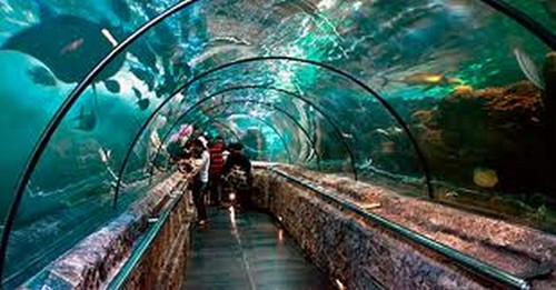 shark tunnel-Orlando