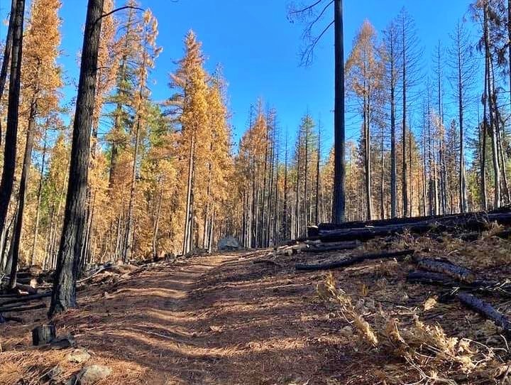 Sierra Nevada trail, California