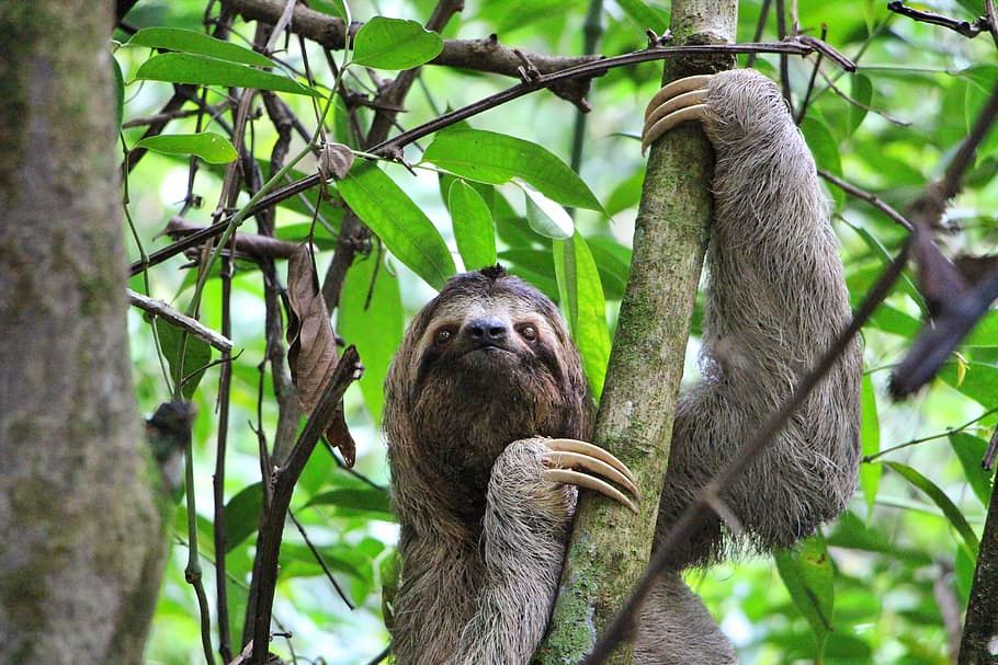 Sloth Sanctuary, Costa Rica