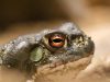 Visiting Parks In Arizona, Colorado Or New Mexico? Don’t Lick The Toads