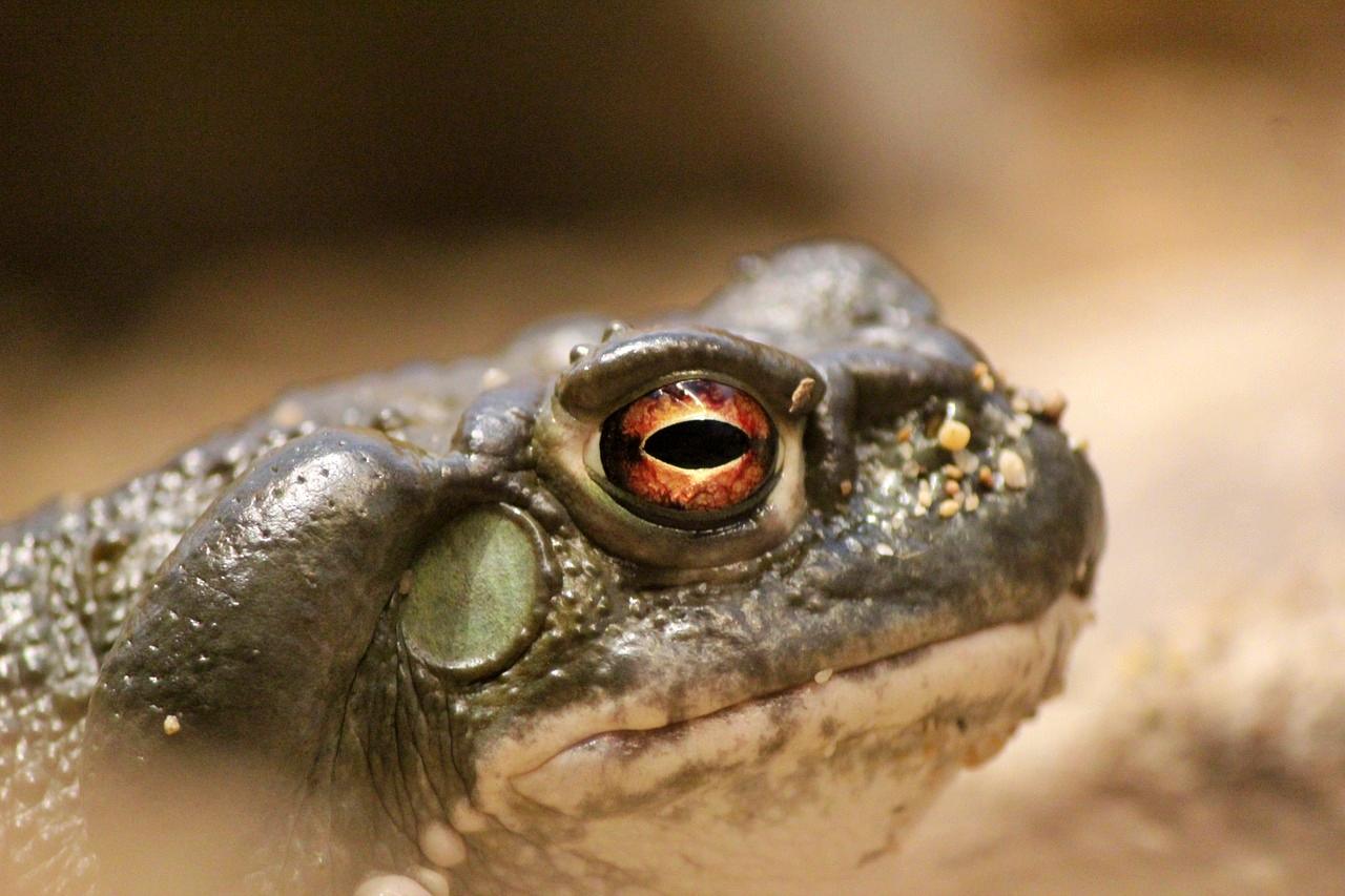 NPS warns about Sonoran Desert Toad