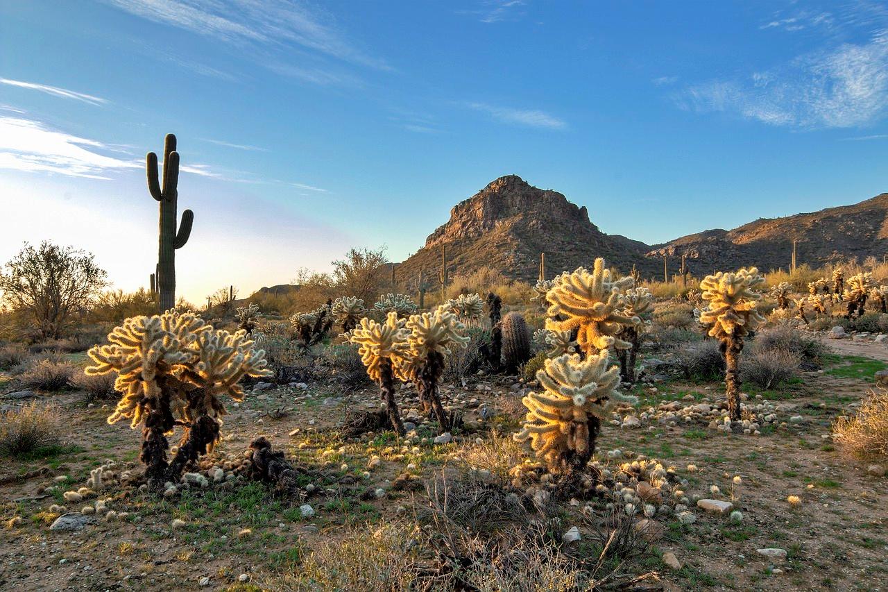 Saguaro National Park