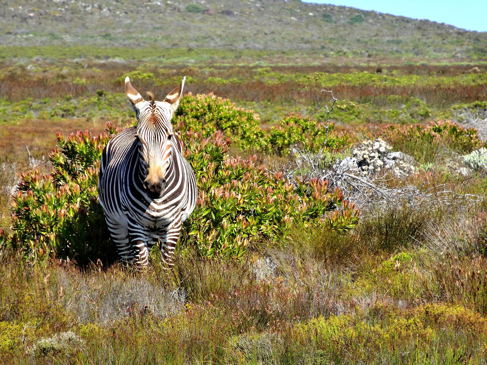 Zebra in Table Mountain National Park, Western Cape