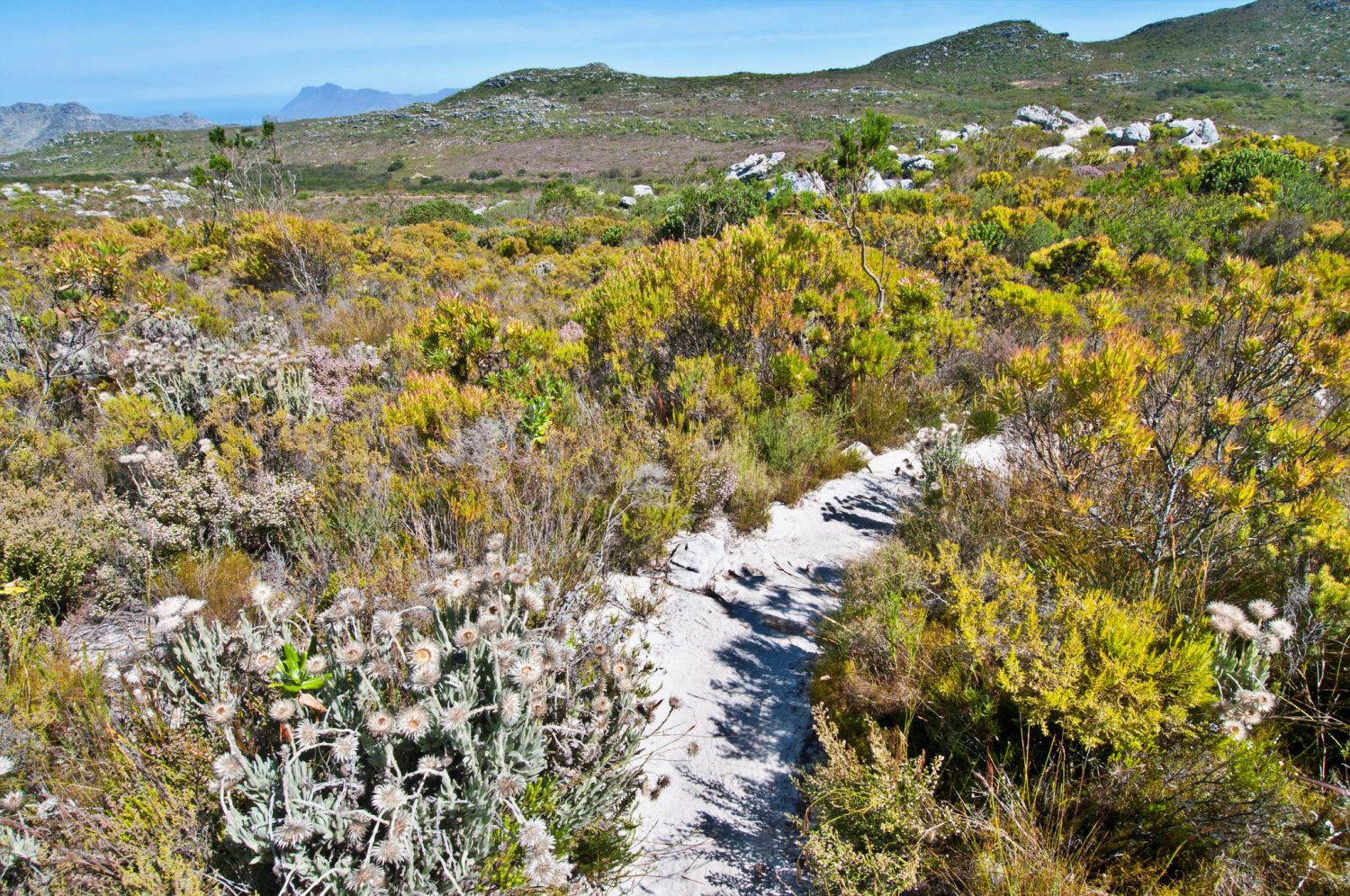 Fynbos in Table Mountain National Park