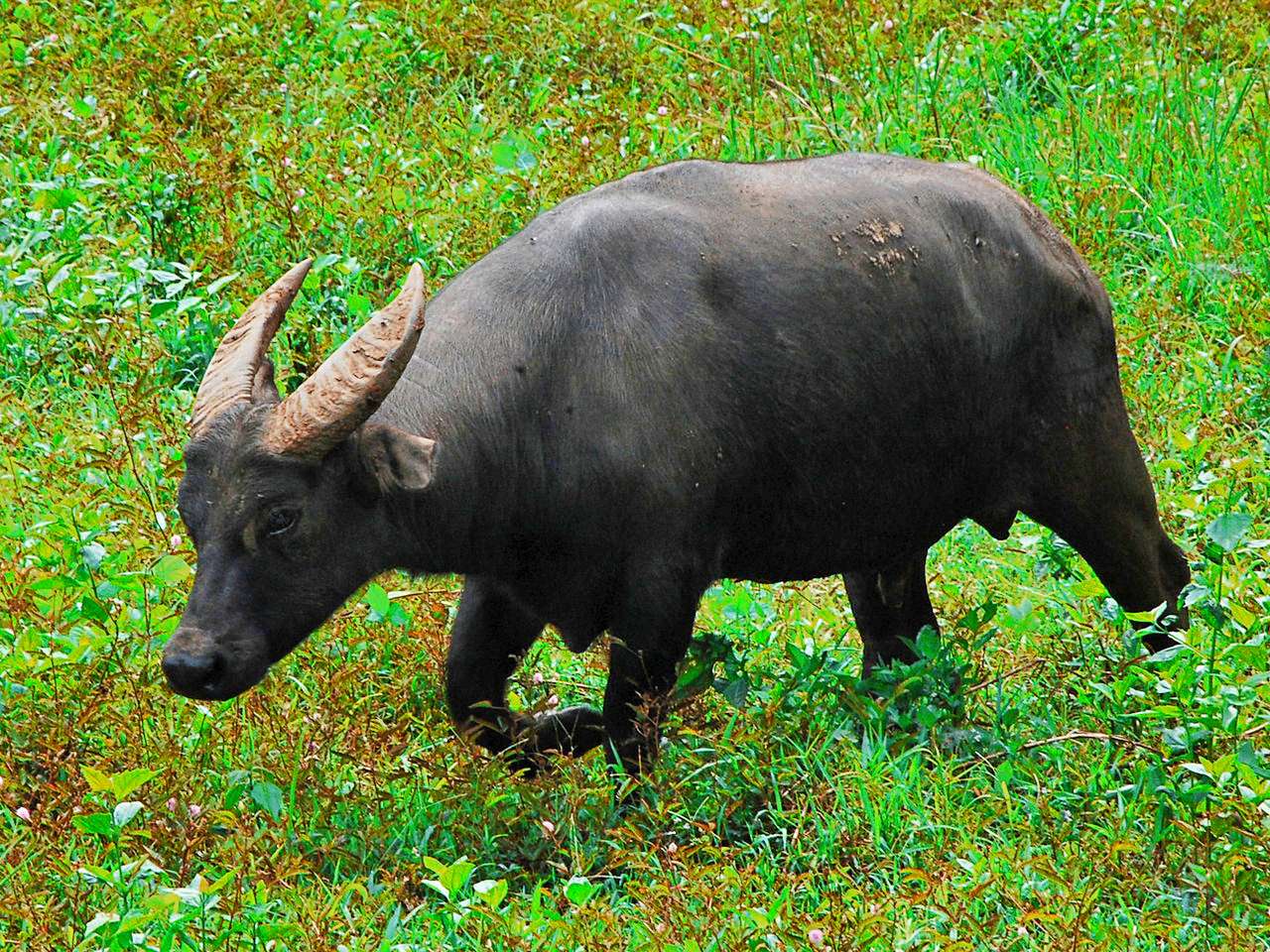 Tamaraw in the Philippines