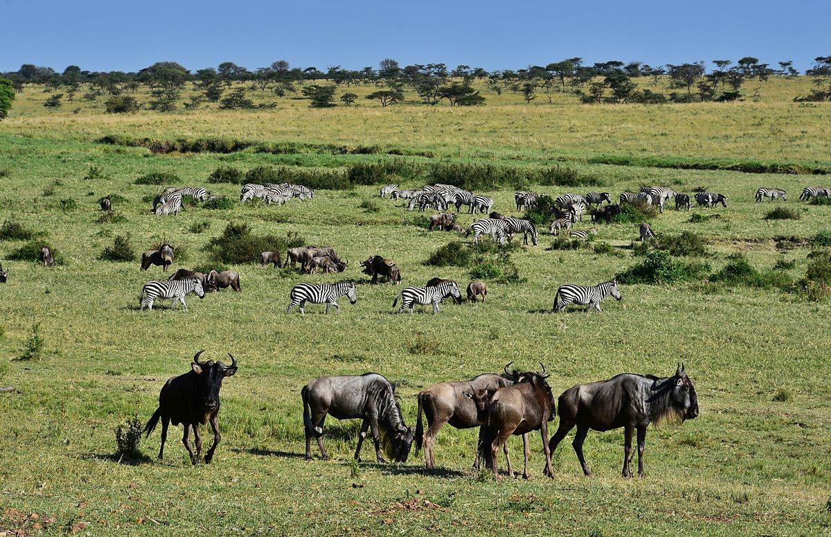 Serengeti Great Migration, Tanzania