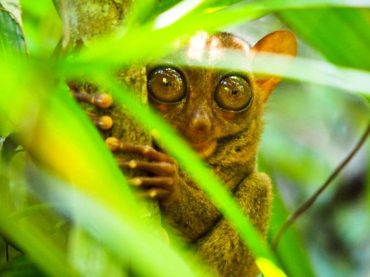 Philippine tarsier