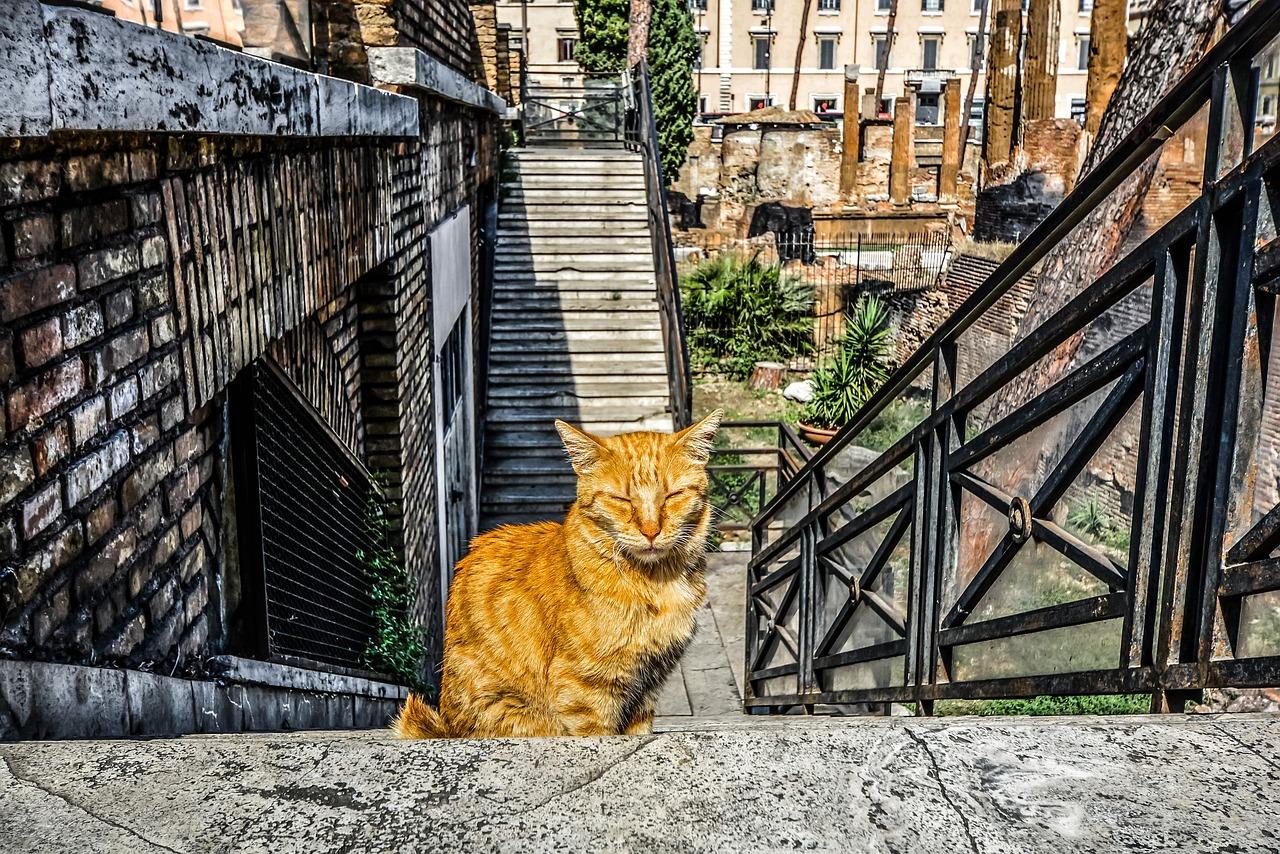 Torre Argentina Cat Sanctuary, Rome