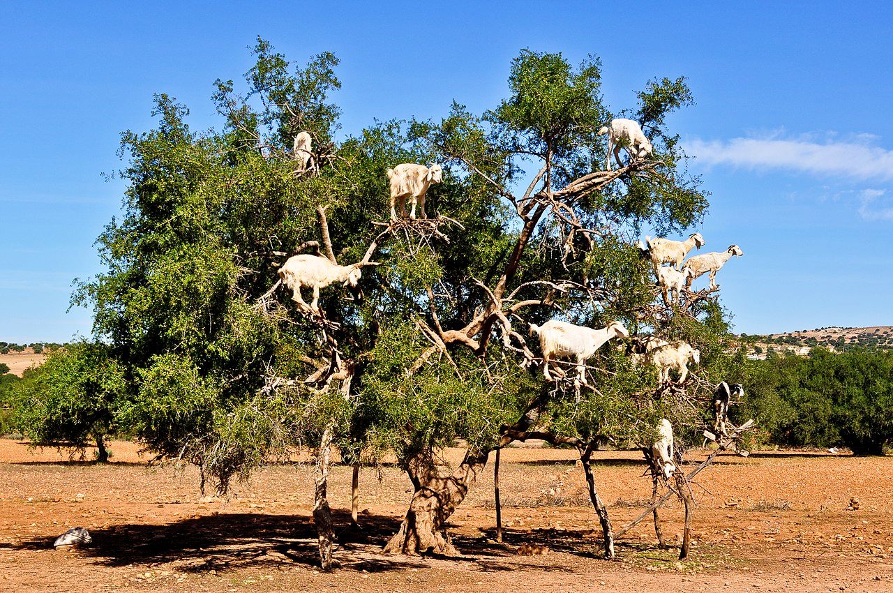Tree goats of Morocco in the argan trees