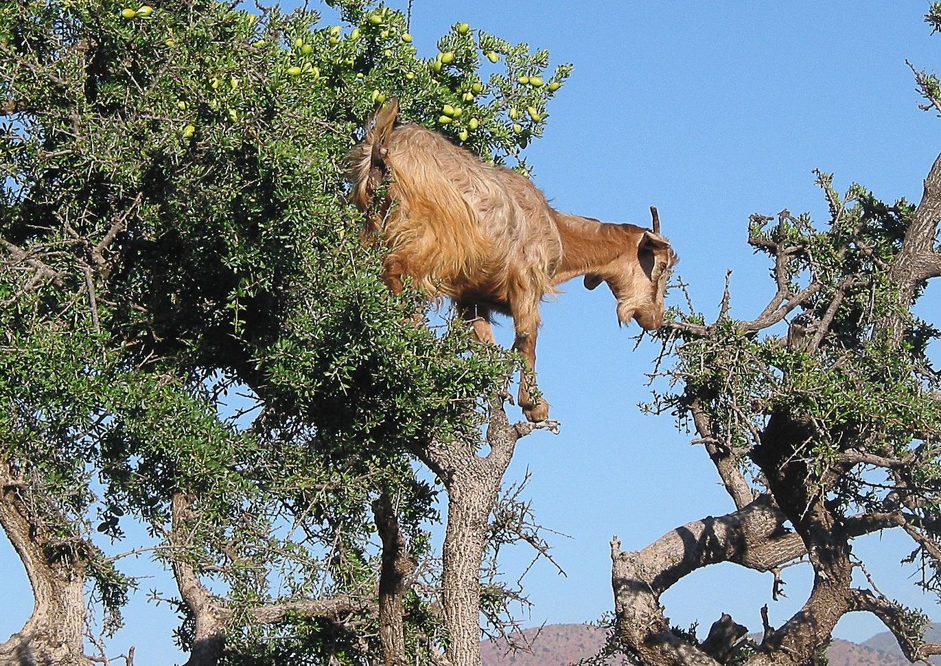 Tree goats in an Argan tree