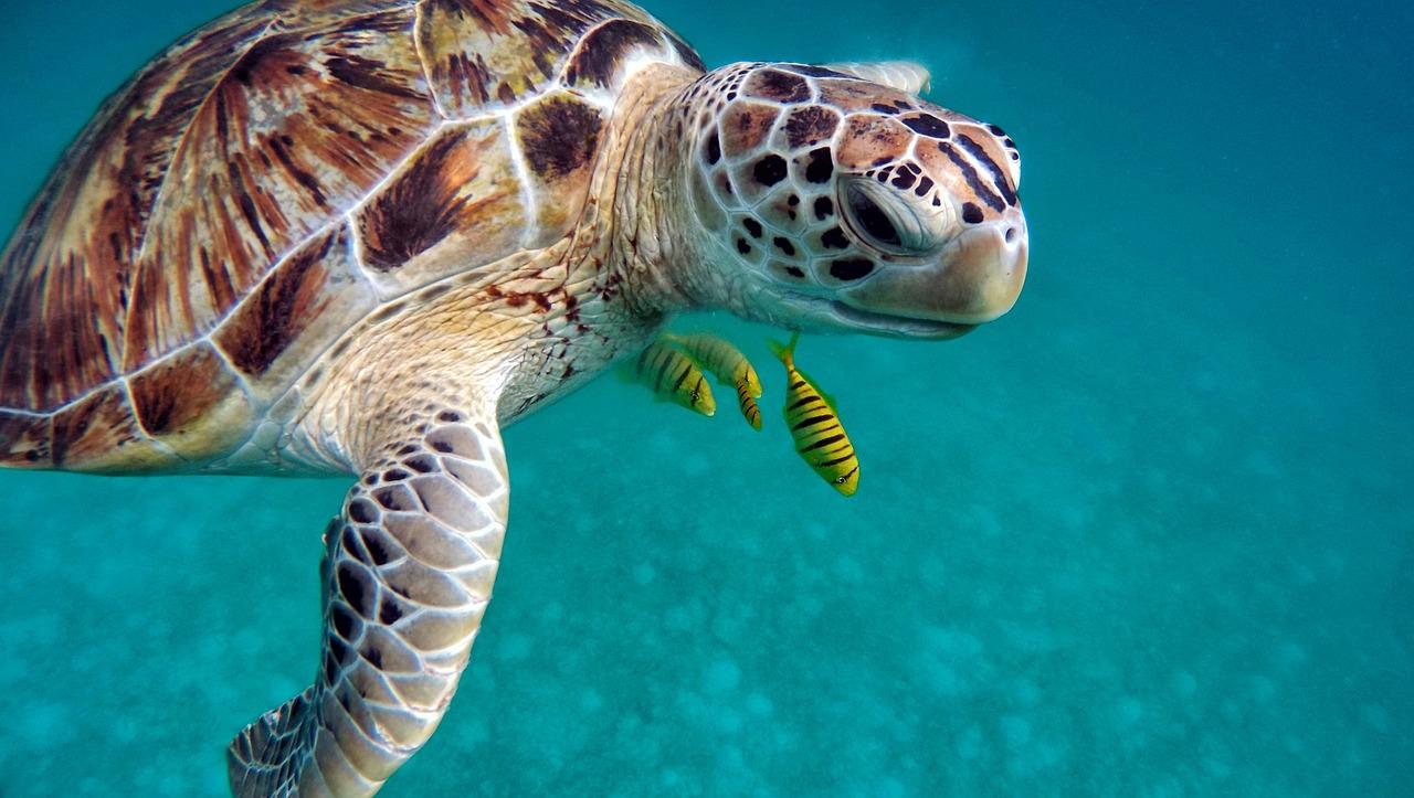 Turtle in the Maldives