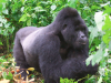 Bucket List Travel: Take a 10-Day Gorilla And Wildlife Tour With Safari Uganda