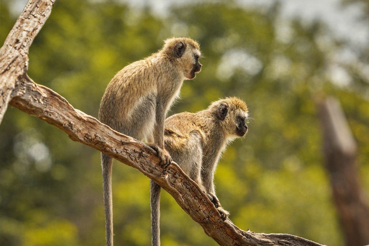Vervet monkeys in Guinea-Bissau