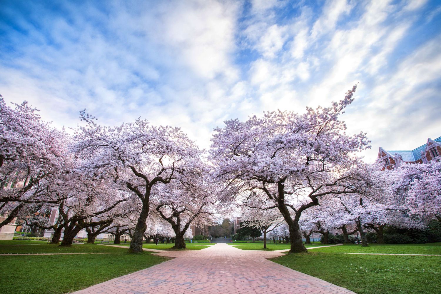 Cherry trees in bloom