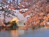 Experience National Cherry Blossom Festival At These Washington, DC Hotels